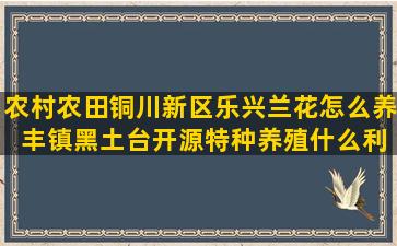 农村农田铜川新区乐兴兰花怎么养 丰镇黑土台开源特种养殖什么利润高(铜川新区农业农村局人员信息)